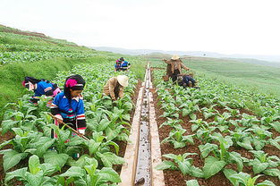 高水平高標(biāo)準(zhǔn)高質(zhì)量持續(xù)推進祿豐現(xiàn)代煙草農(nóng)業(yè)建設(shè)