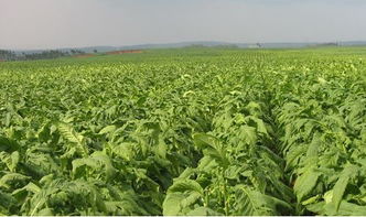 煙草大王退休，煙草專業為何依舊火熱？