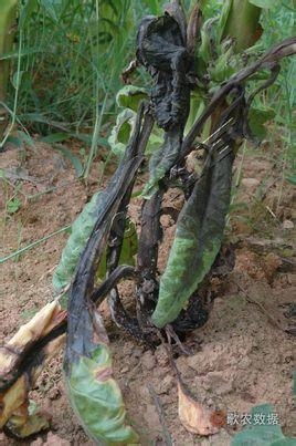 煙草低頭黑病 成因、癥狀與防治策略